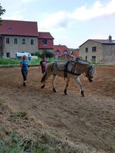 Doppellonge / Fahren vom Boden