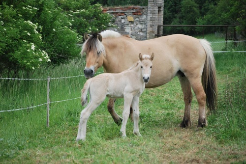 Vater: Birkens Odin / Mutter: Mastrups Sira